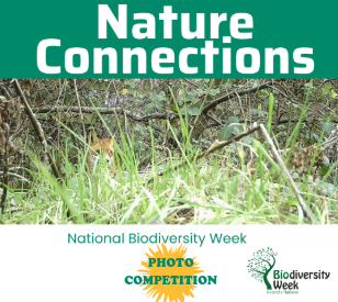 Photo of a fox taken in TU Dublin to promote photo competition