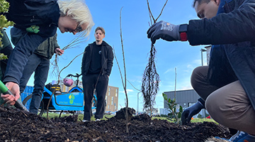 Start 3 box pocket forest