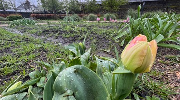 Yellow tulip Flower in garden